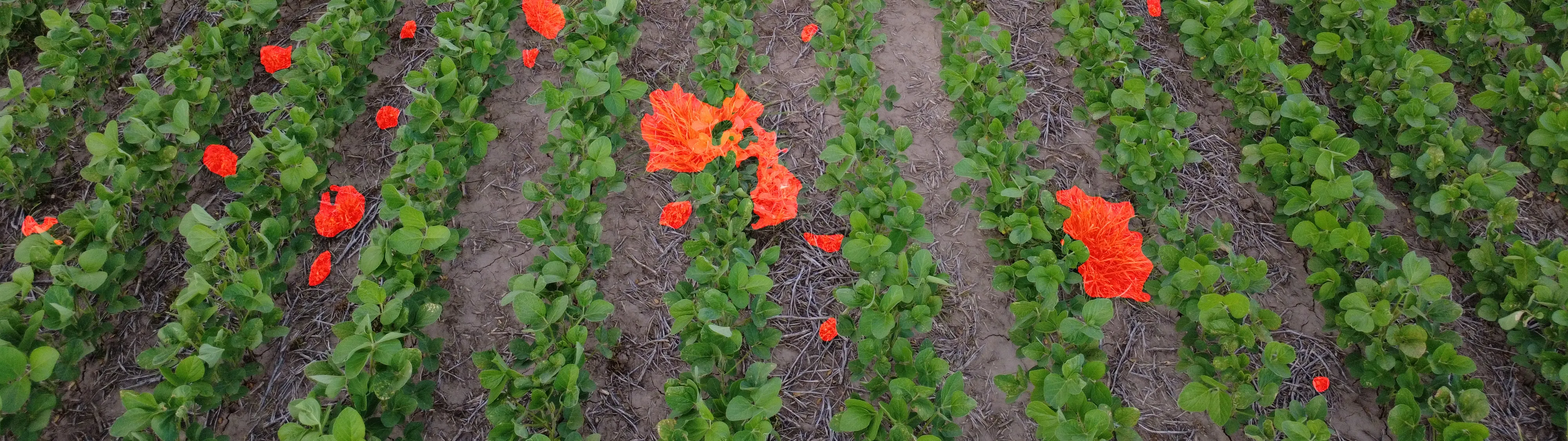 Detección de malezas con IA en cultivo de soja